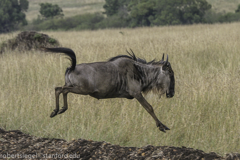 masai mara